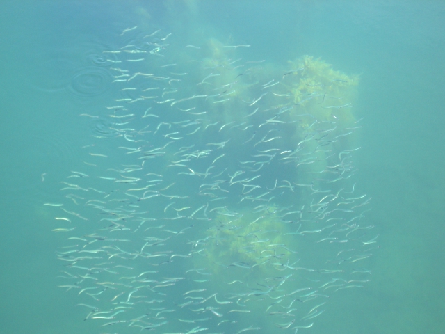 小魚