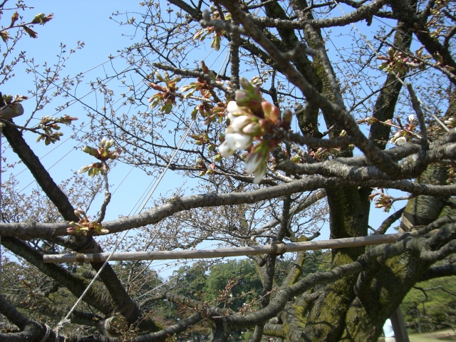 兼六園_08