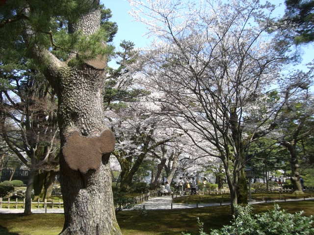兼六園_11