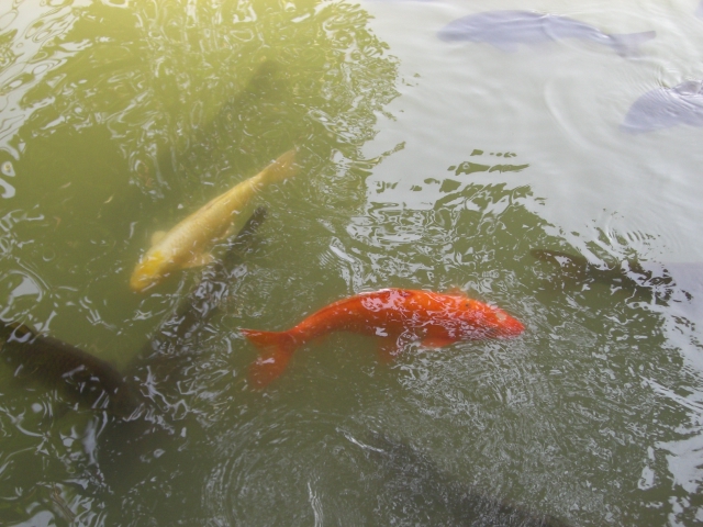兼六園_14