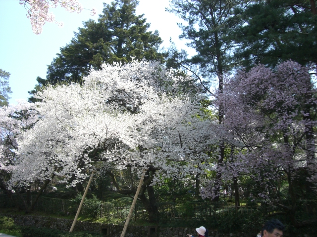 兼六園_15