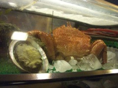 本日のお魚２