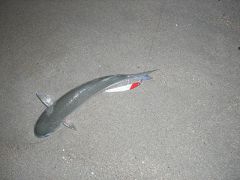 ヒサボラ
