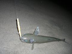 会長ボラ