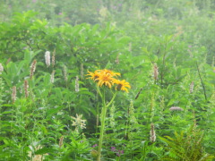 CIMG0537.JPG