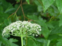 CIMG0561.JPG
