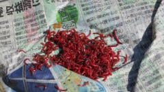 赤虫