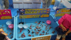 金魚すくい